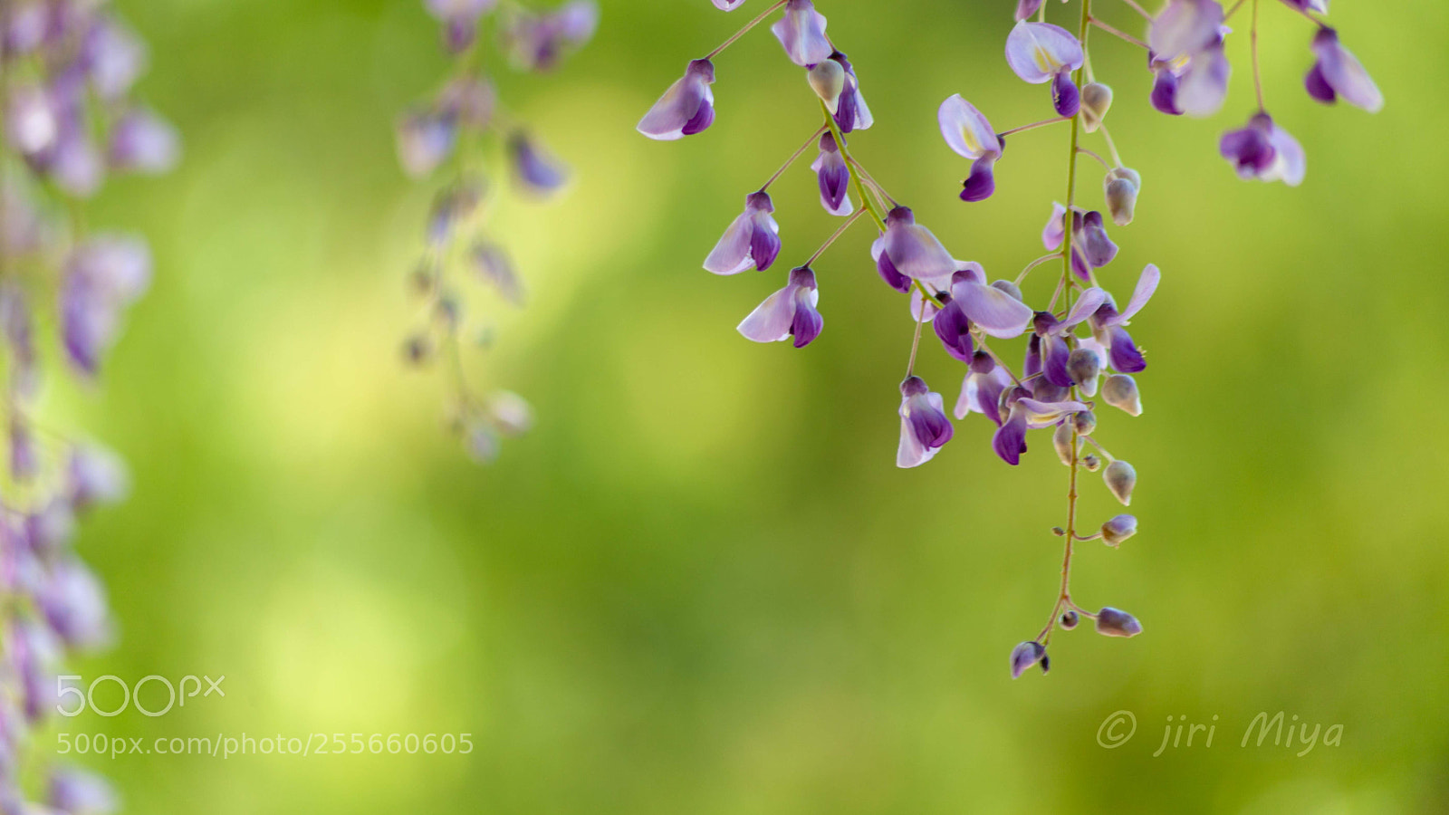 Canon EOS 5D Mark II sample photo. Tangled photography