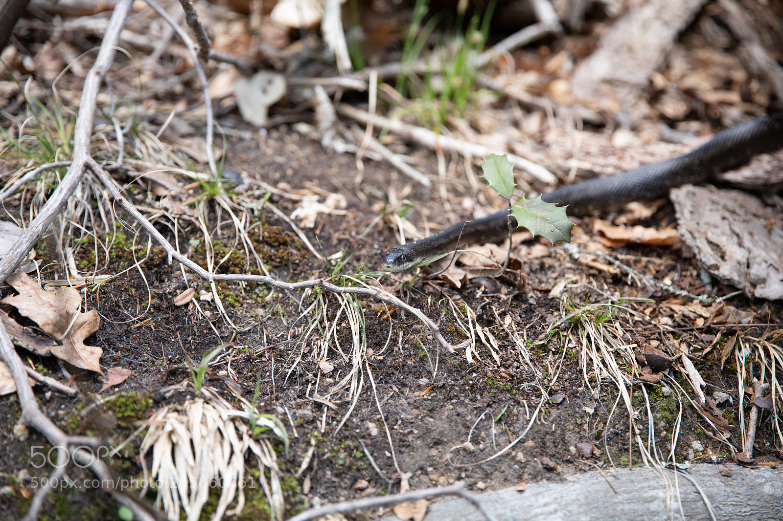 Canon EOS 5D Mark IV sample photo. Snakes photography