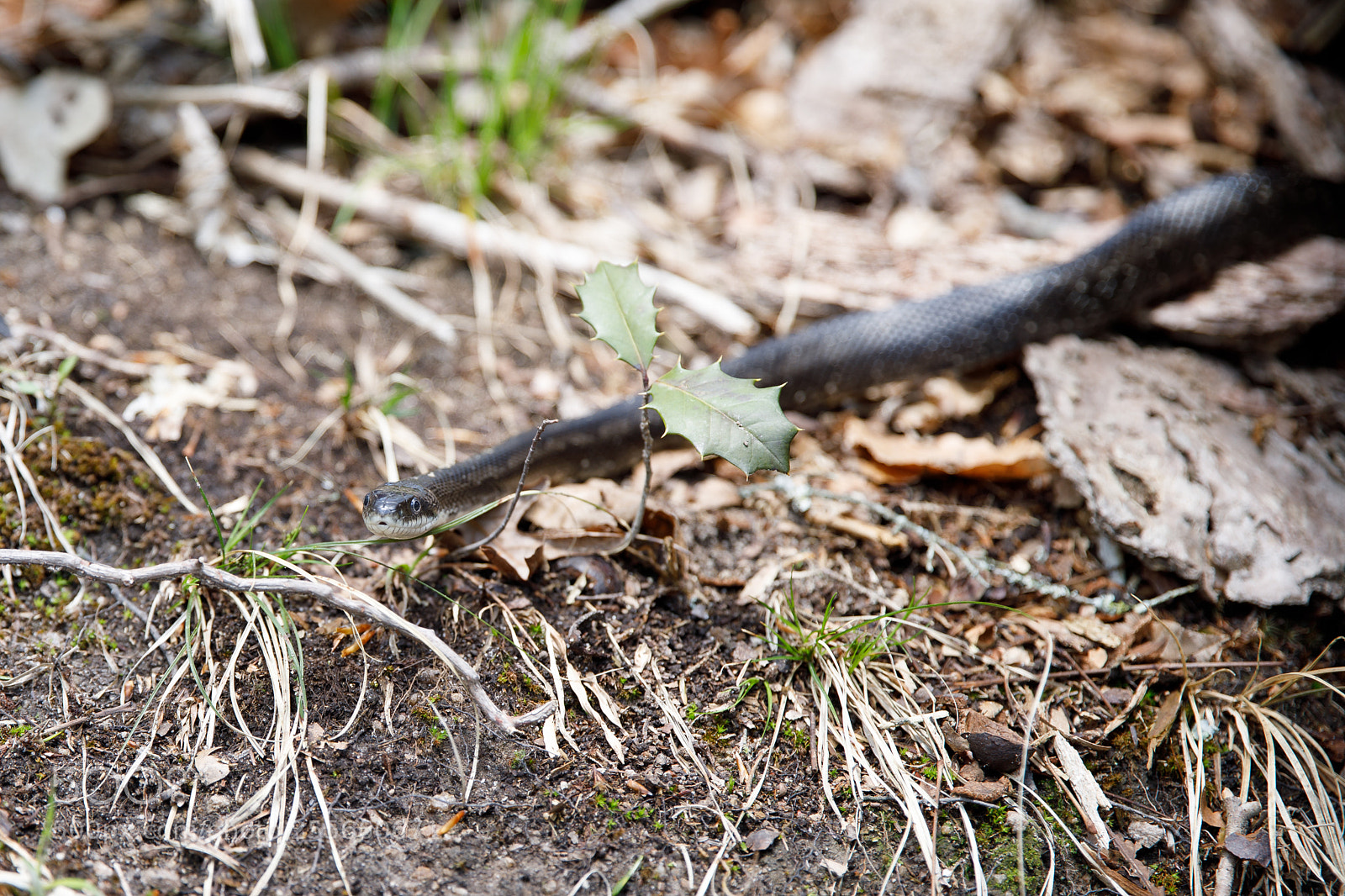 Canon EOS 5D Mark IV sample photo. Snakes photography