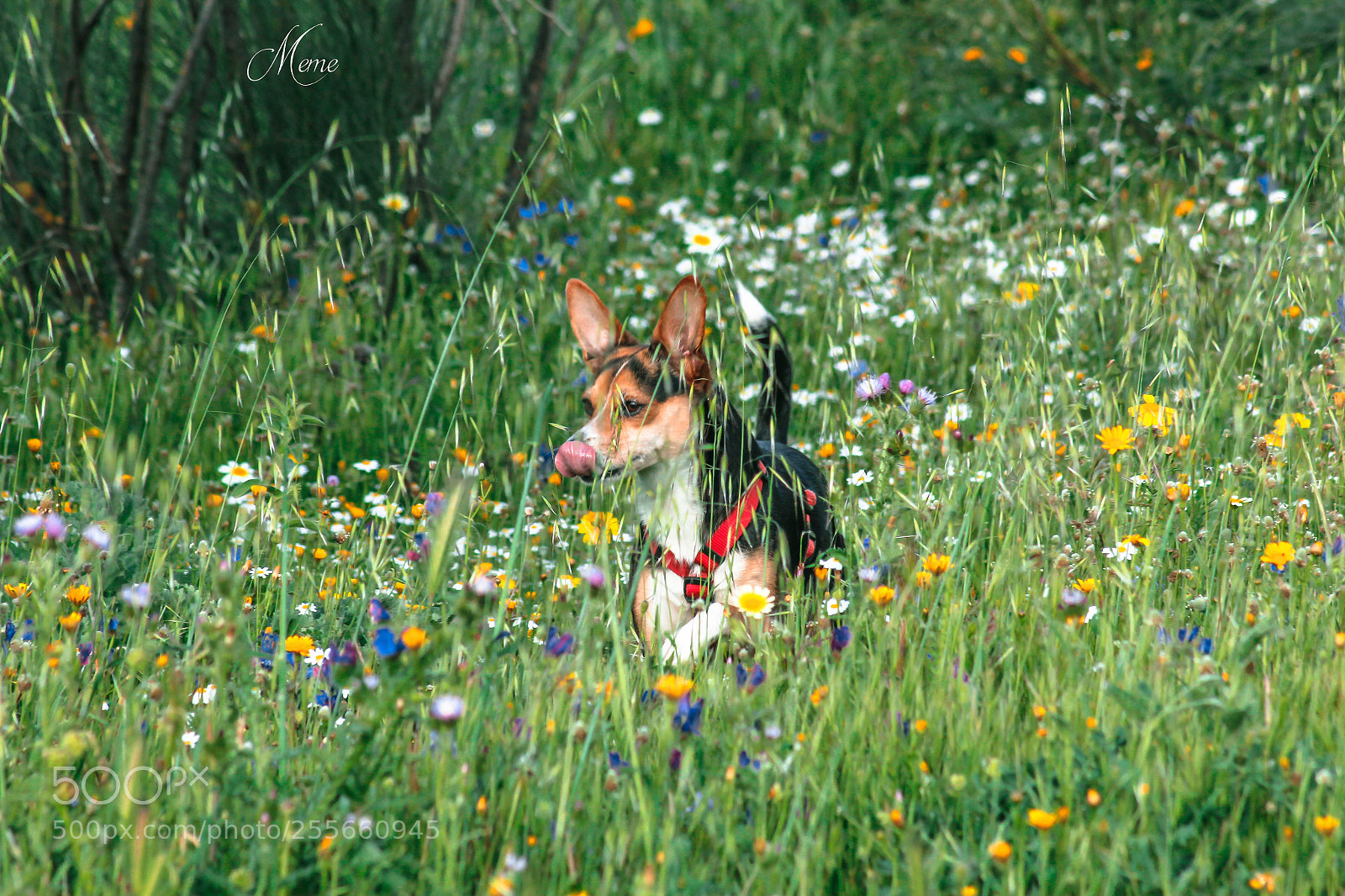 Canon EOS 1200D (EOS Rebel T5 / EOS Kiss X70 / EOS Hi) sample photo. Wild life (vida salvaje) photography