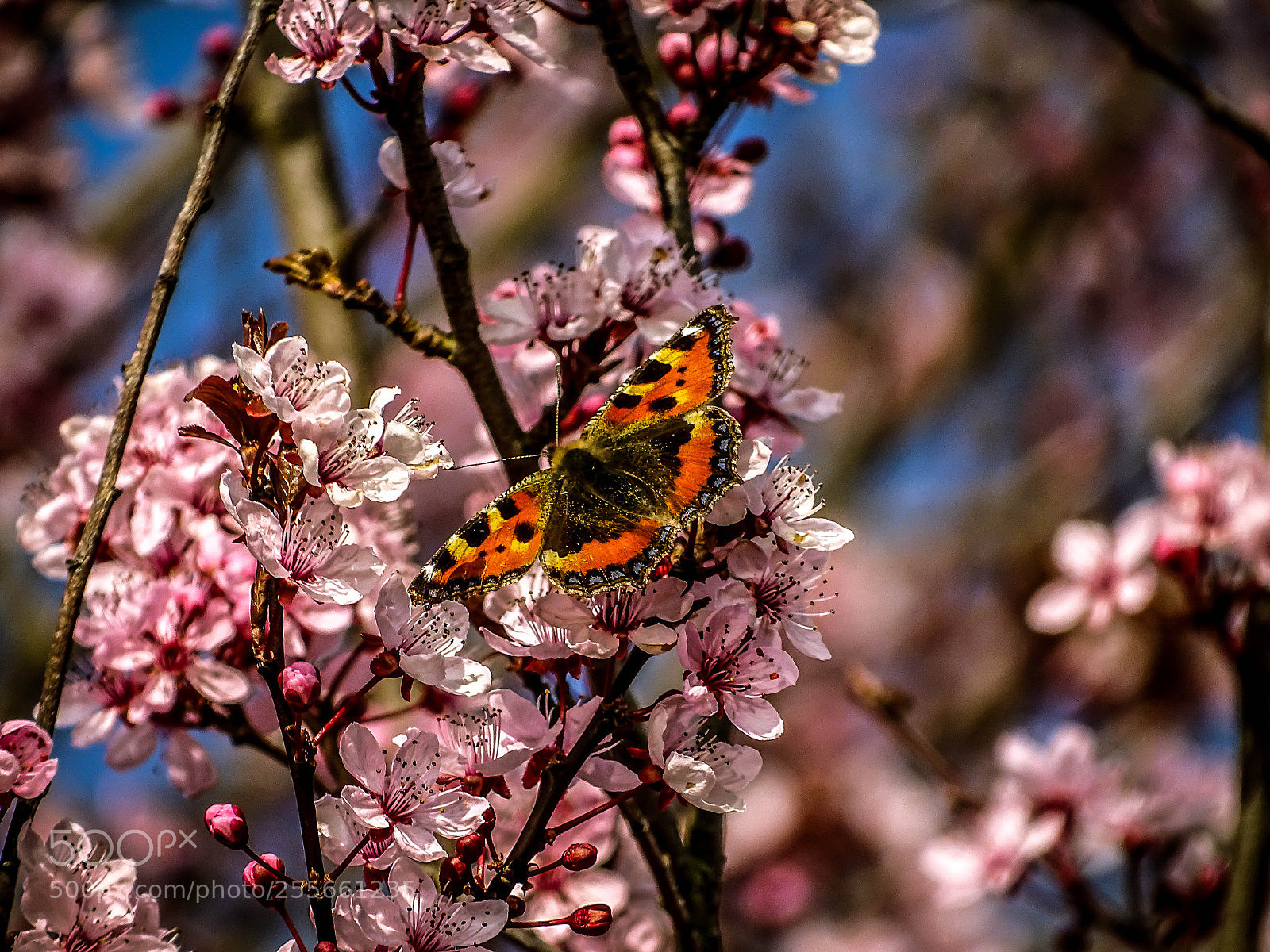 Sony Cyber-shot DSC-HX400V sample photo. Spring butterfly photography