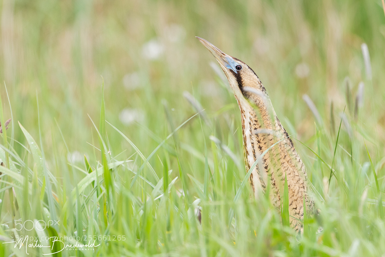 Nikon D500 sample photo. Great bittern in the photography