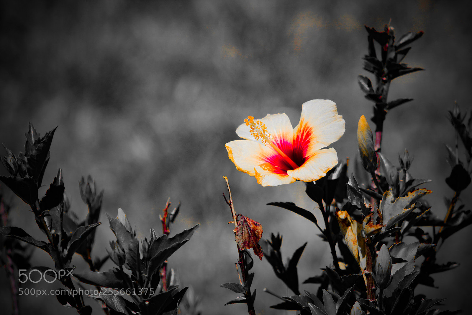 Canon EOS 1200D (EOS Rebel T5 / EOS Kiss X70 / EOS Hi) sample photo. ? photography