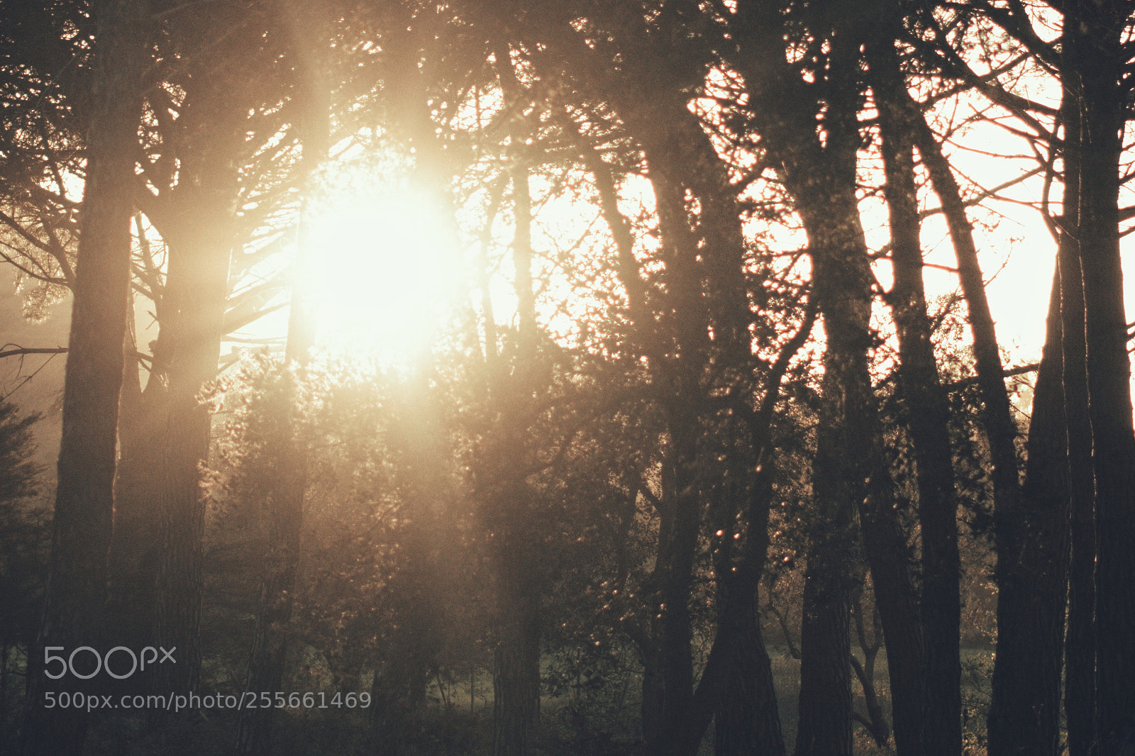 Nikon D3200 sample photo. A magical place photography