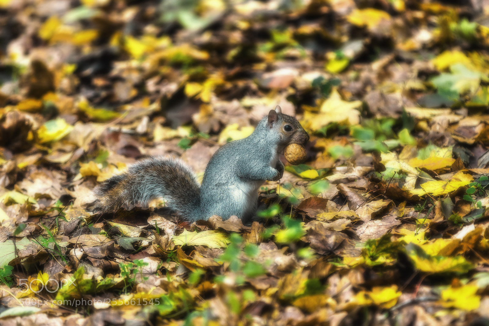 Canon EOS 7D Mark II sample photo. Squirrel with walnut photography