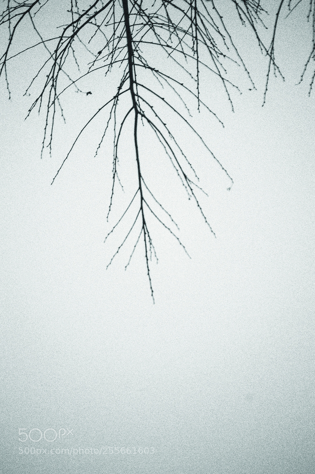 Nikon D3200 sample photo. Gray days photography