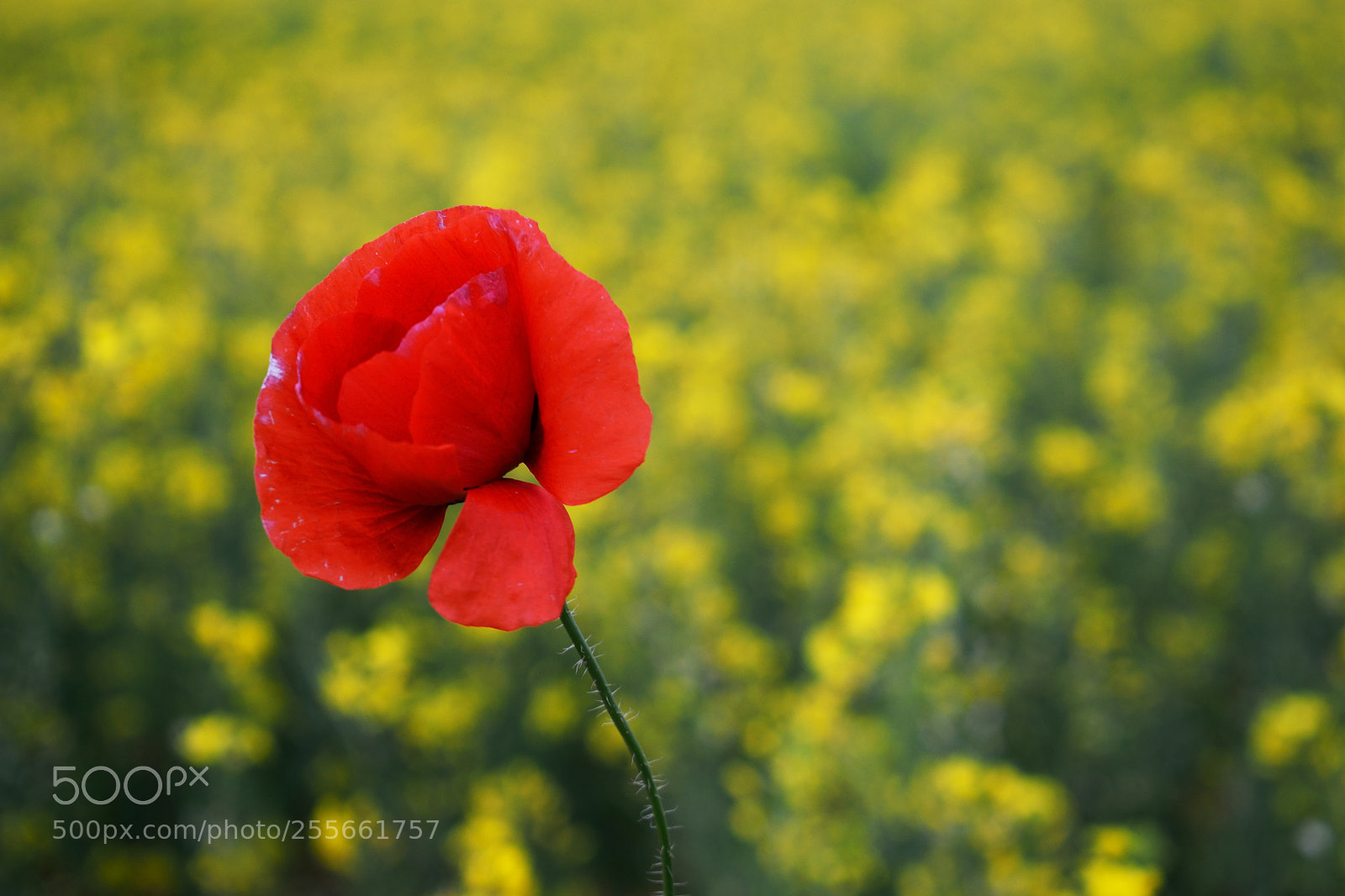 Nikon D3300 sample photo. Amapola en el campo photography