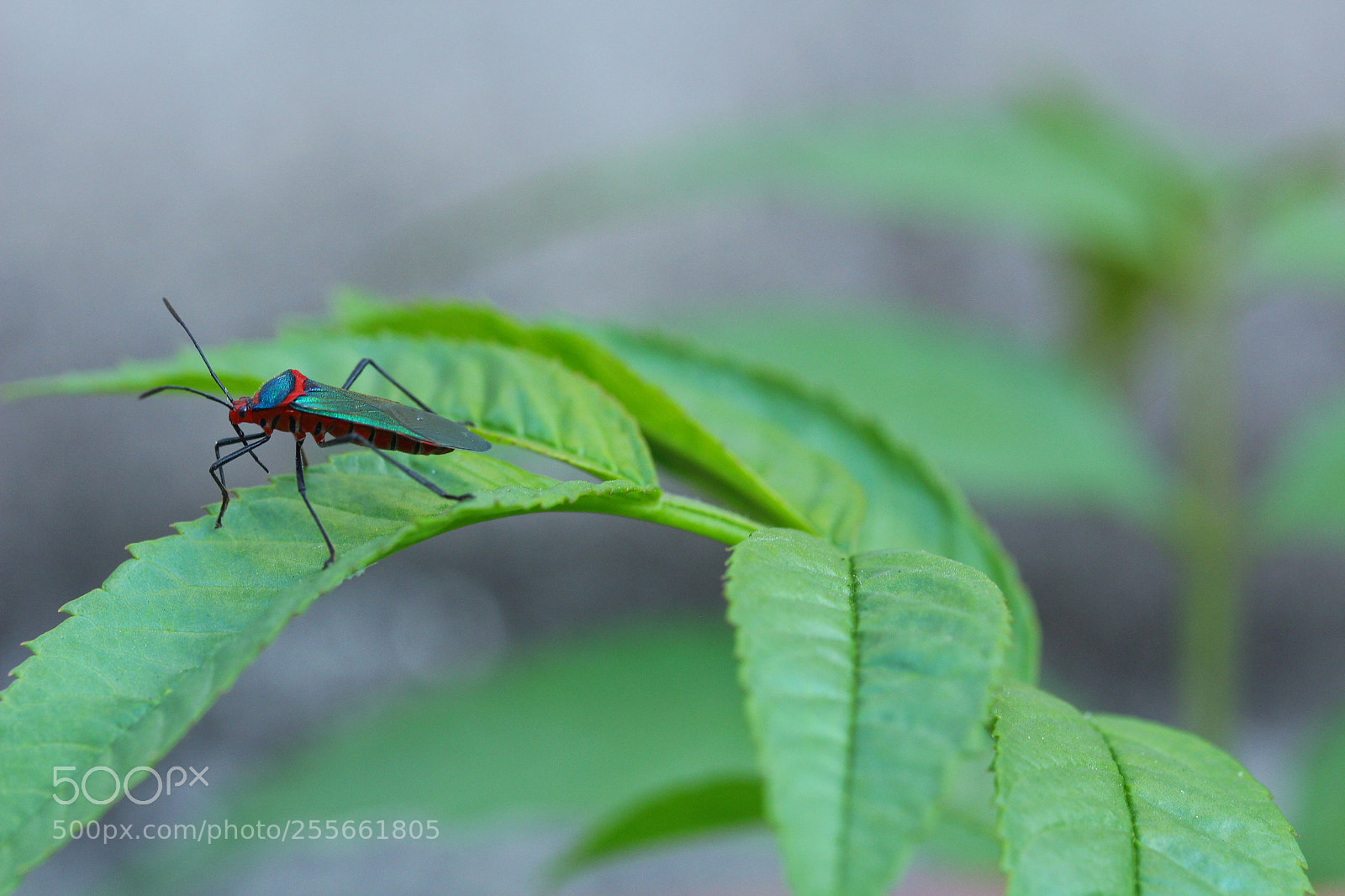 Canon EOS 700D (EOS Rebel T5i / EOS Kiss X7i) sample photo. Img photography