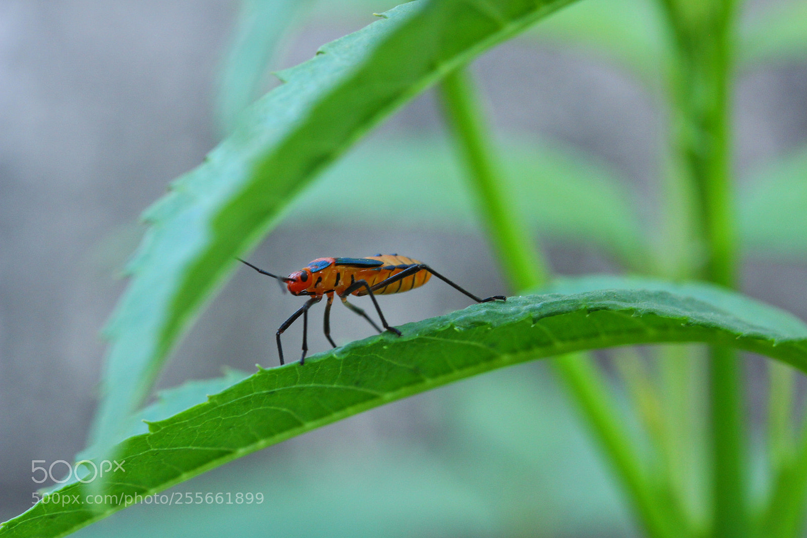 Canon EOS 700D (EOS Rebel T5i / EOS Kiss X7i) sample photo. Img photography