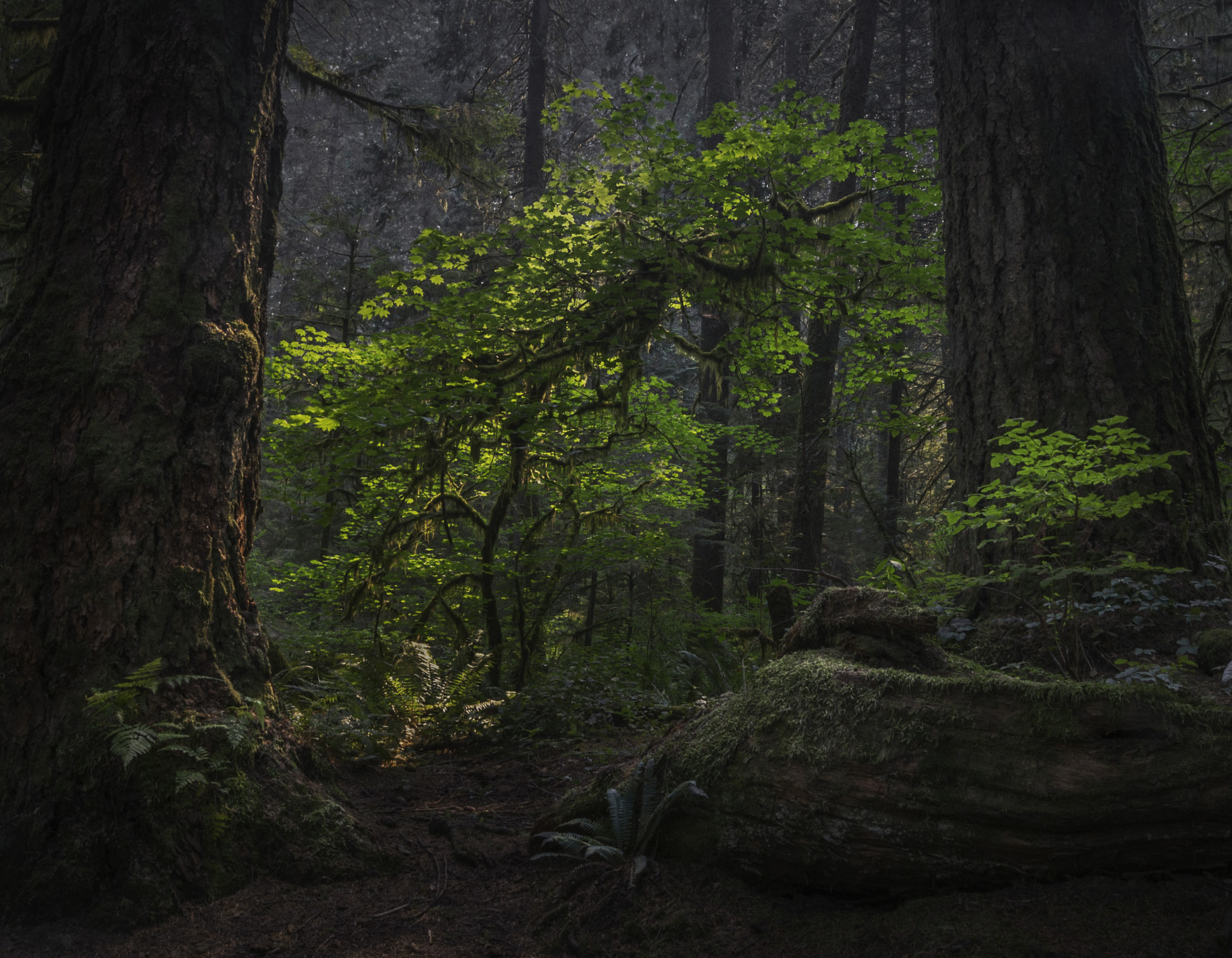 Sony Alpha DSLR-A330 sample photo. Mentorship photography