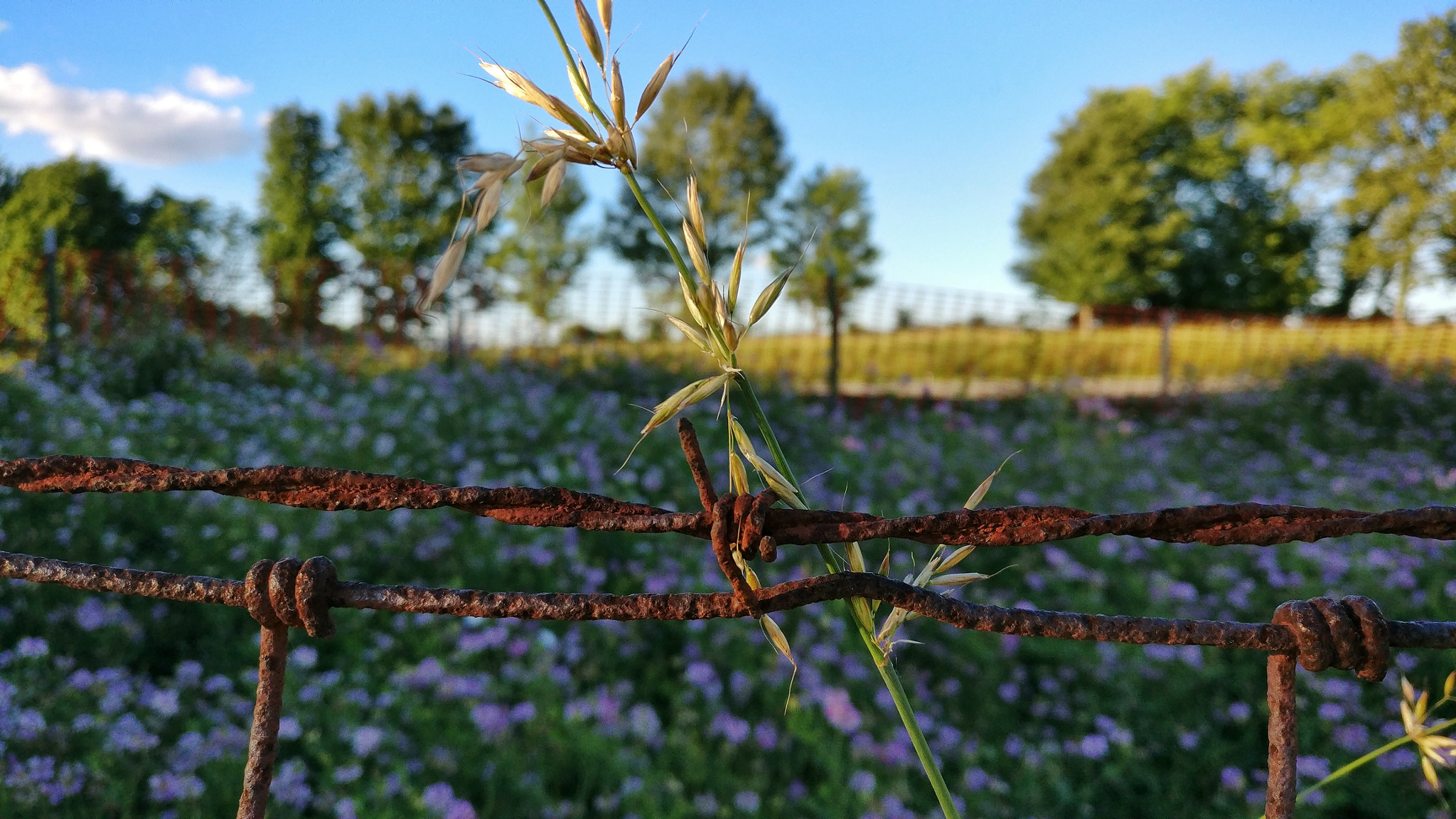 OnePlus A3000 sample photo. Roadside photography