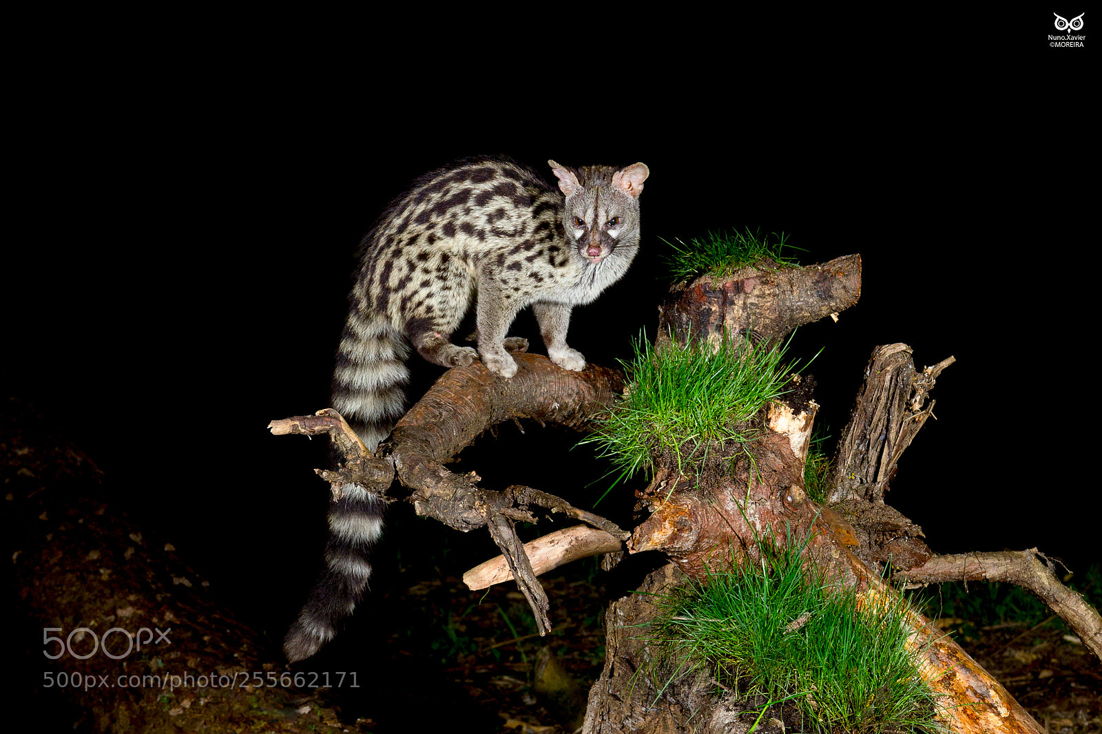 Canon EOS 7D sample photo. Gineta genet (genetta genetta) photography