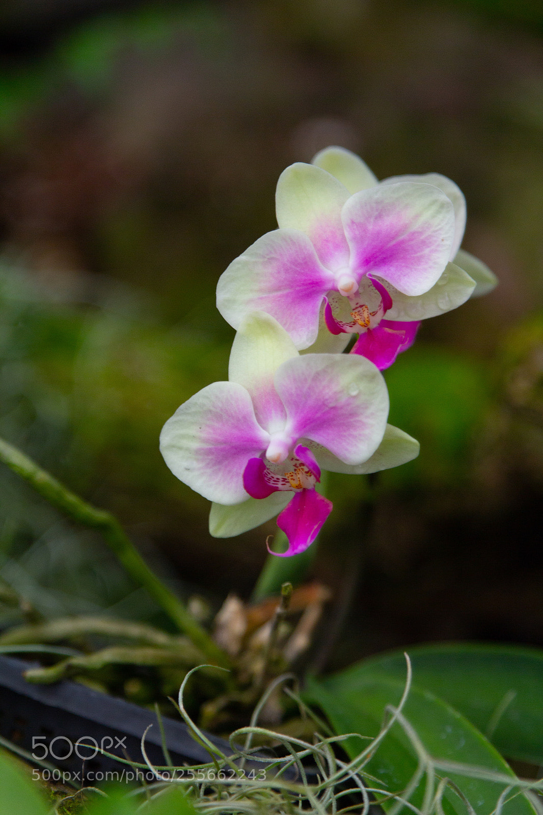 Canon EOS 600D (Rebel EOS T3i / EOS Kiss X5) sample photo. Orchid photography