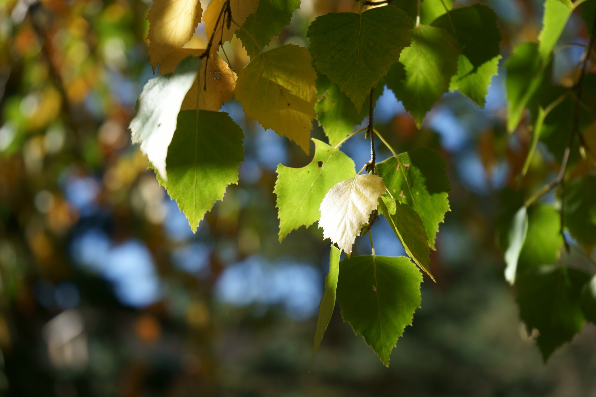 Sony FE 28-70mm F3.5-5.6 OSS sample photo. Mordisco photography