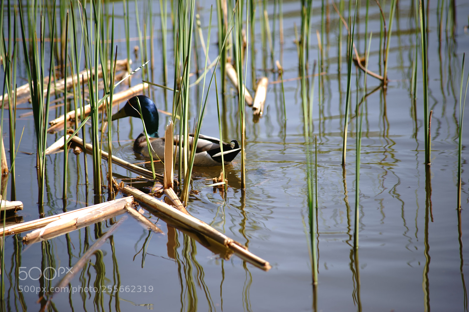 Sony a7 II sample photo. Mallards drake between reed photography