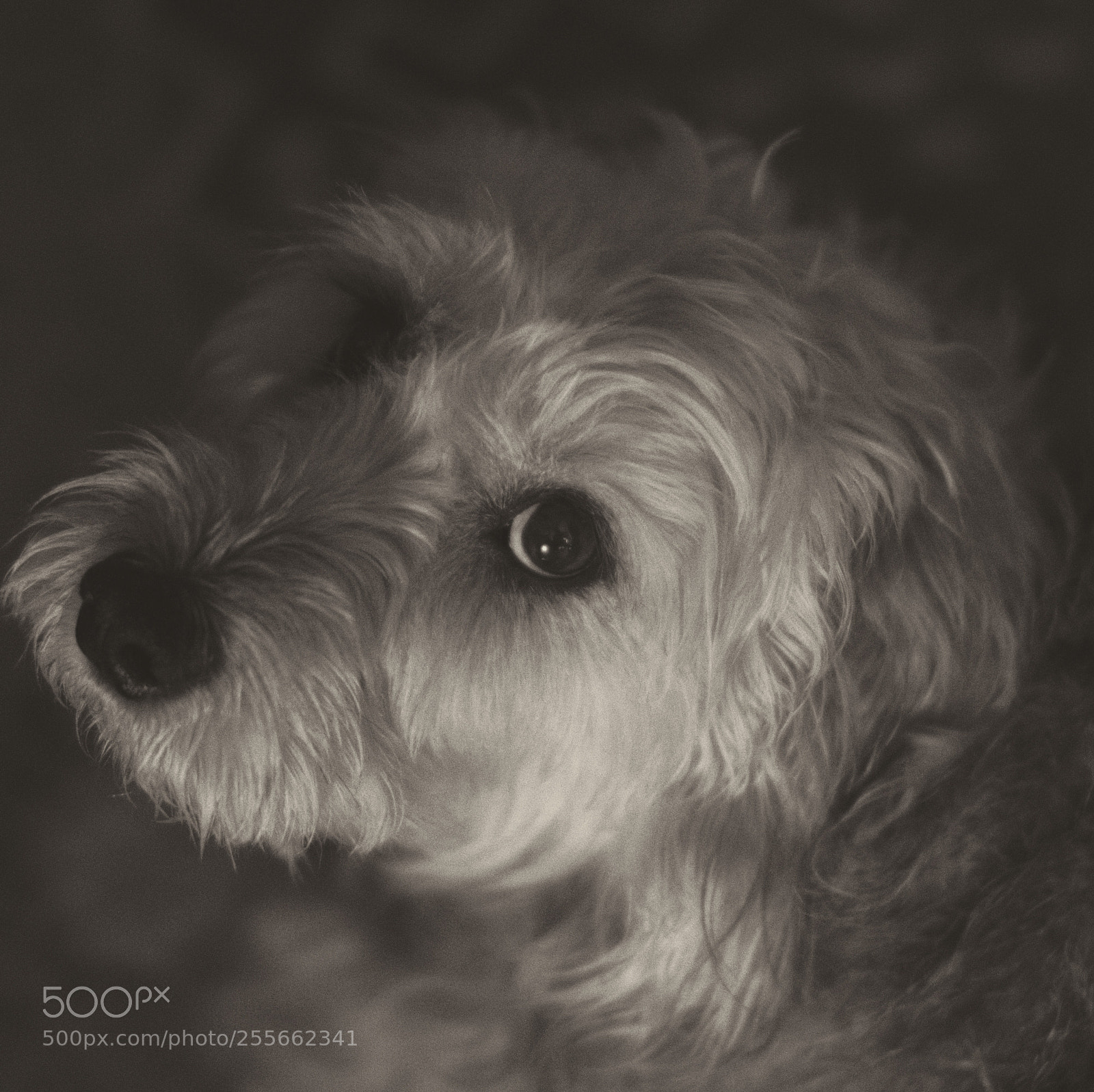 Nikon D3200 sample photo. Portrait dog #4 photography