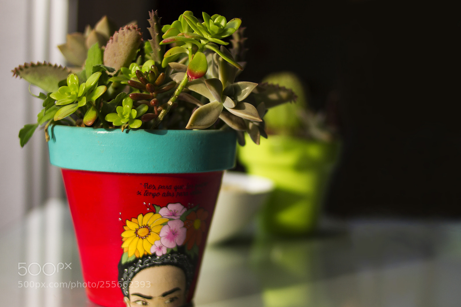 Canon EOS 7D sample photo. Cactus photography