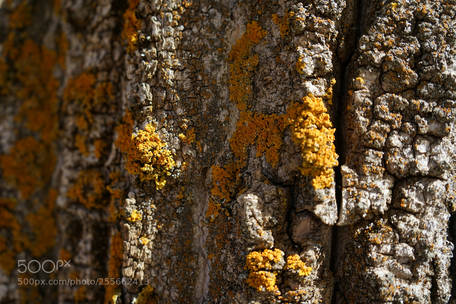 Sony a7 sample photo. Liquen photography