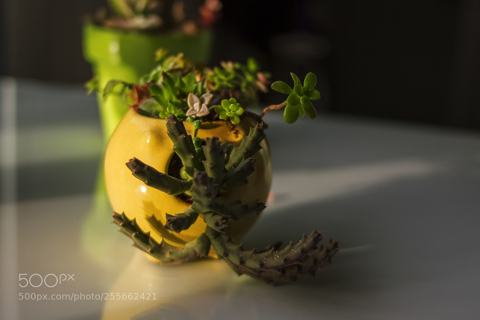 Canon EOS 7D sample photo. Cactus photography