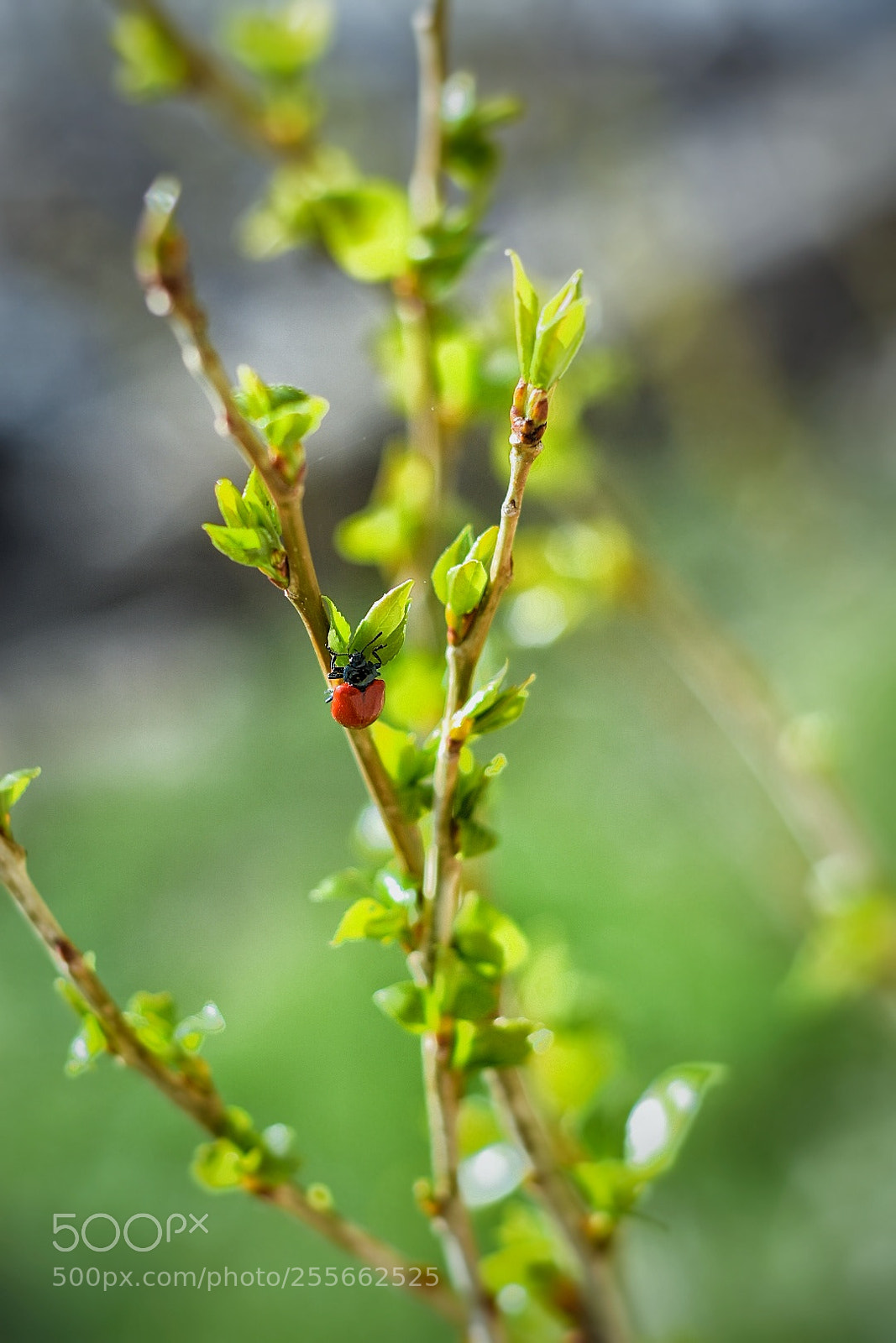 Nikon D7200 sample photo. Untitled photography