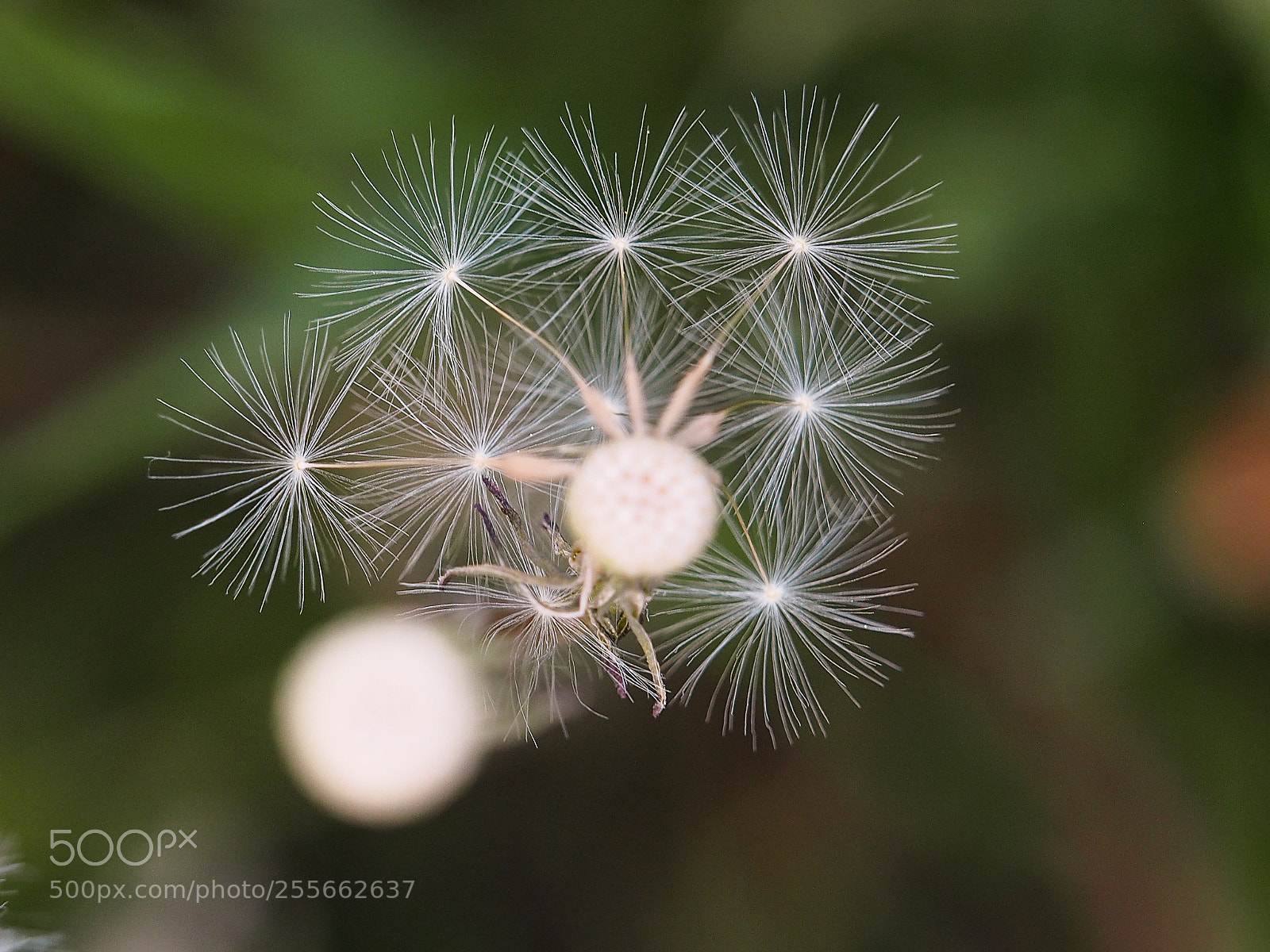 Olympus OM-D E-M5 sample photo. Dandelion photography