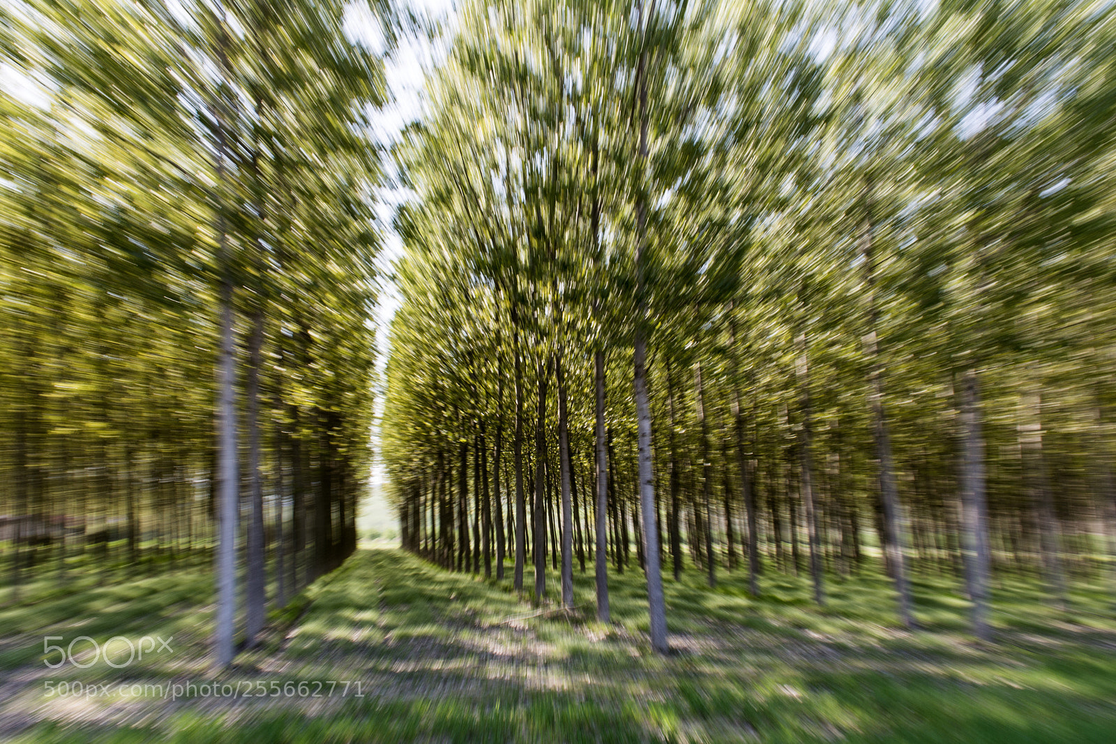 Nikon D5200 sample photo. Zooming trees photography