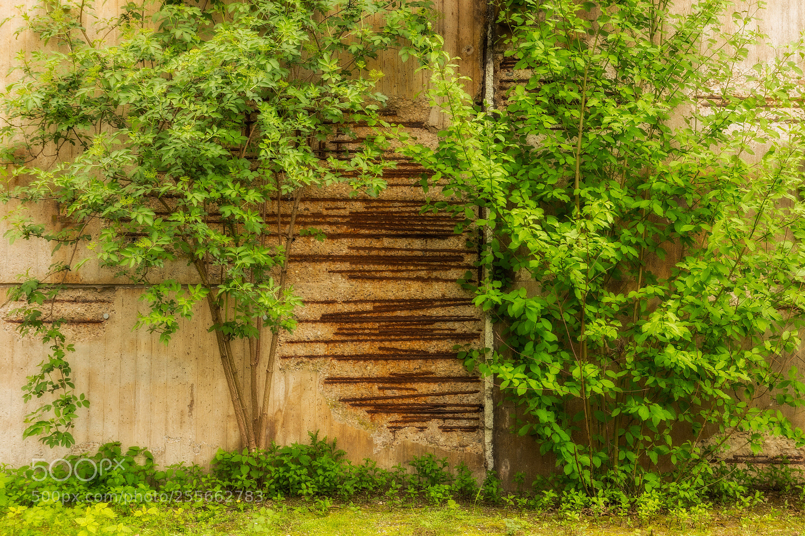 Canon EOS 70D sample photo. Nature´s revenge photography