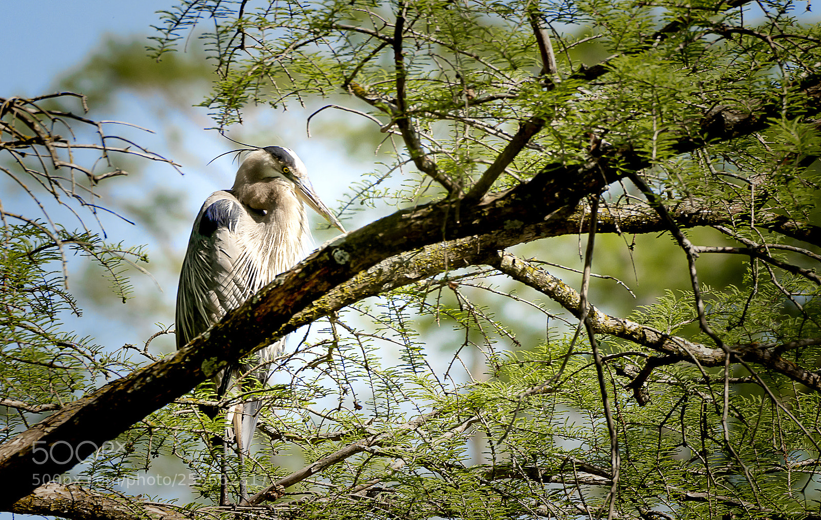 Sony a7R III sample photo. Roosting great blue heron photography