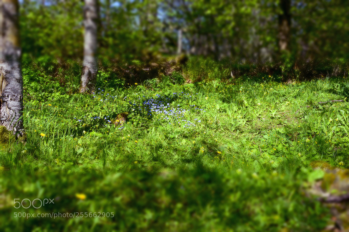 Nikon D5300 sample photo. Flowers photography