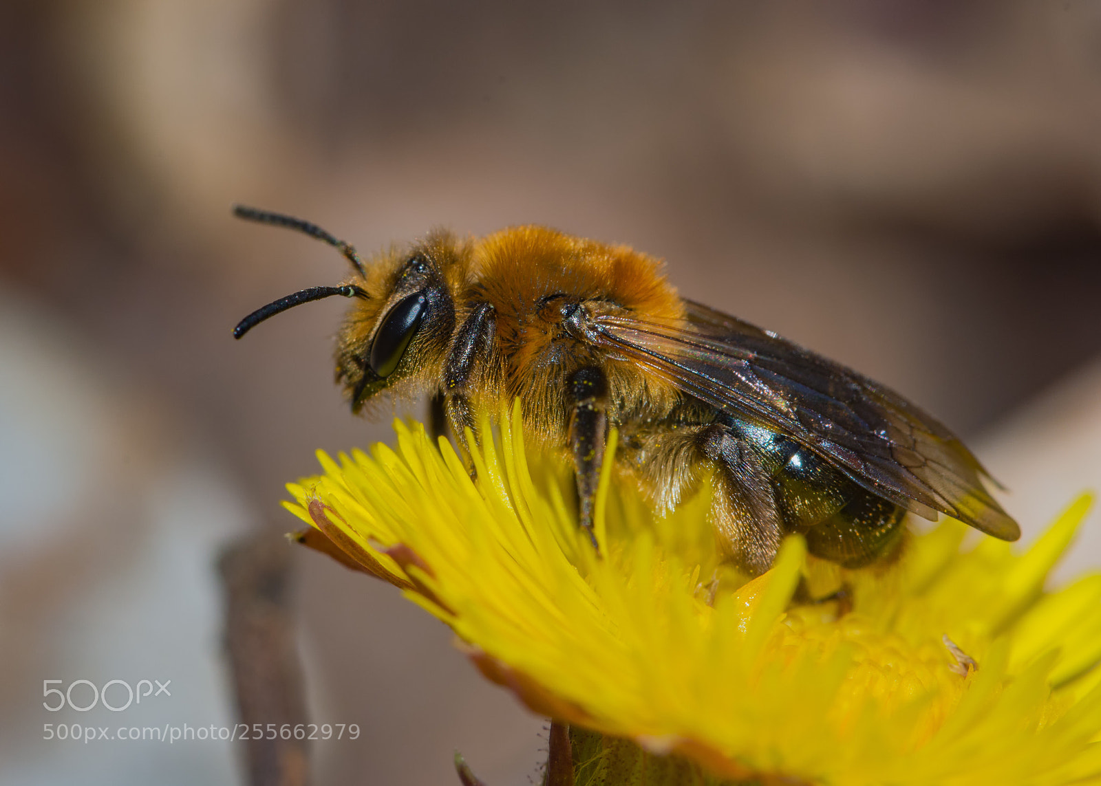 Nikon D7200 sample photo. Miner bee on coltsfoot photography