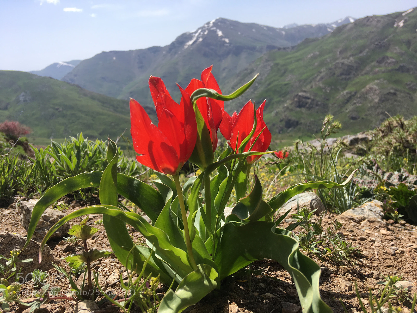 Apple iPhone SE sample photo. Mountain tulip photography