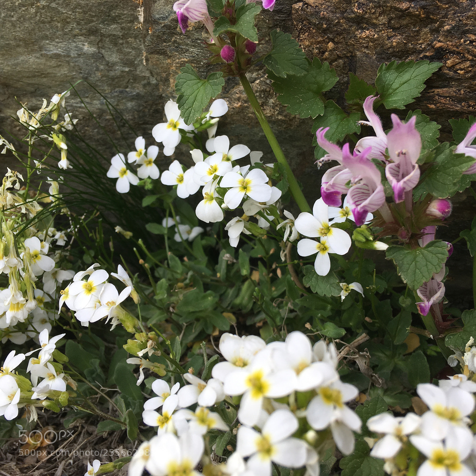 Apple iPhone SE sample photo. Mountain flowers photography