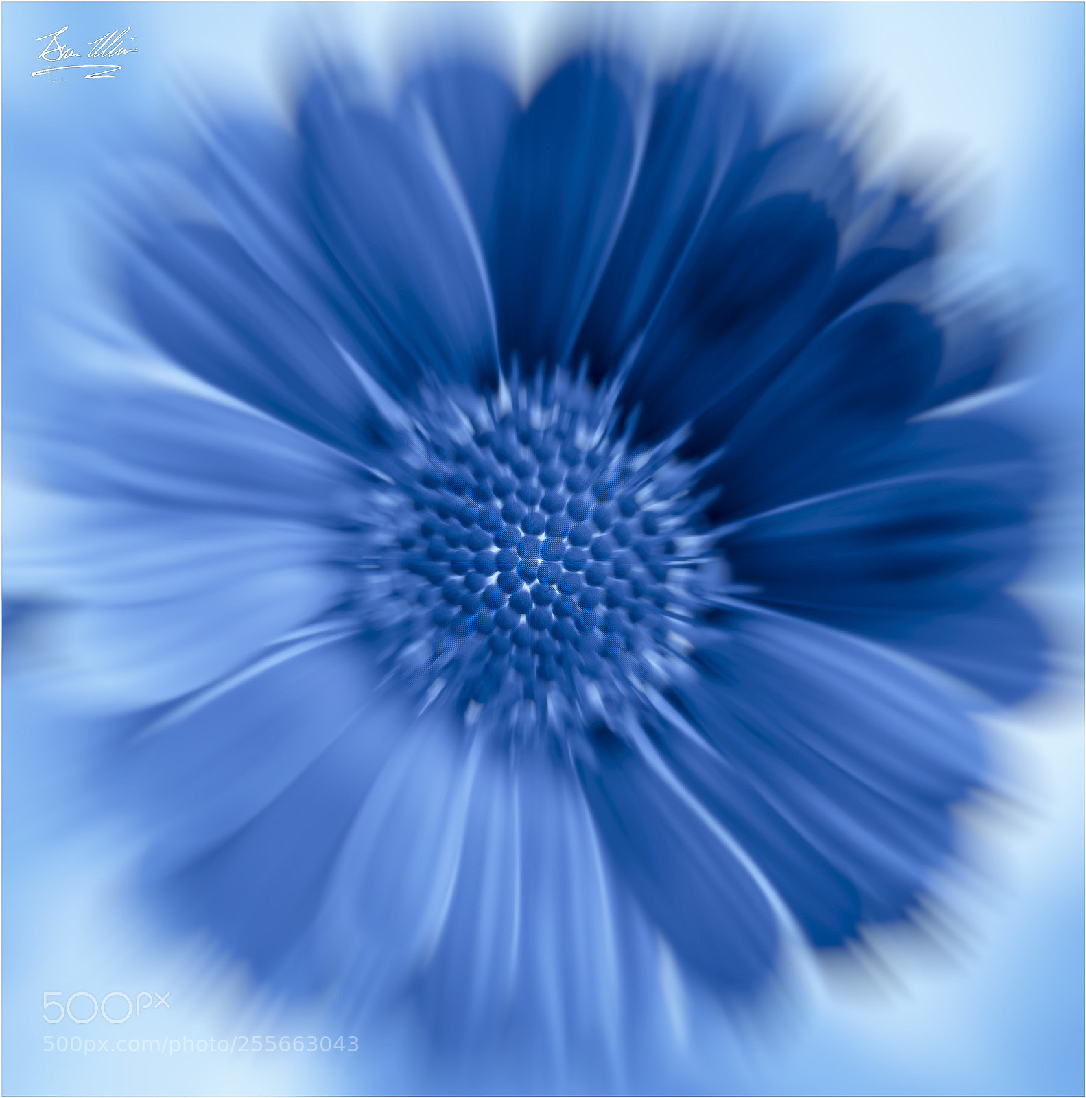 Canon EOS 750D (EOS Rebel T6i / EOS Kiss X8i) sample photo. Flower photography