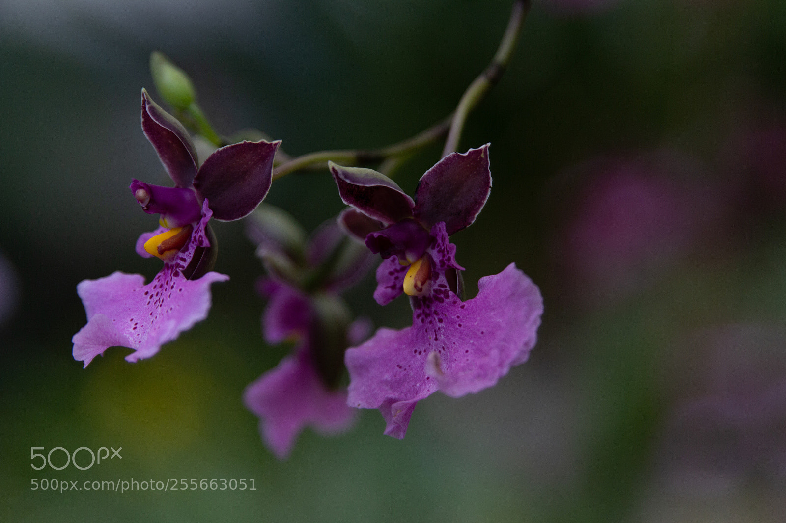 Canon EOS 600D (Rebel EOS T3i / EOS Kiss X5) sample photo. Purple orchid photography