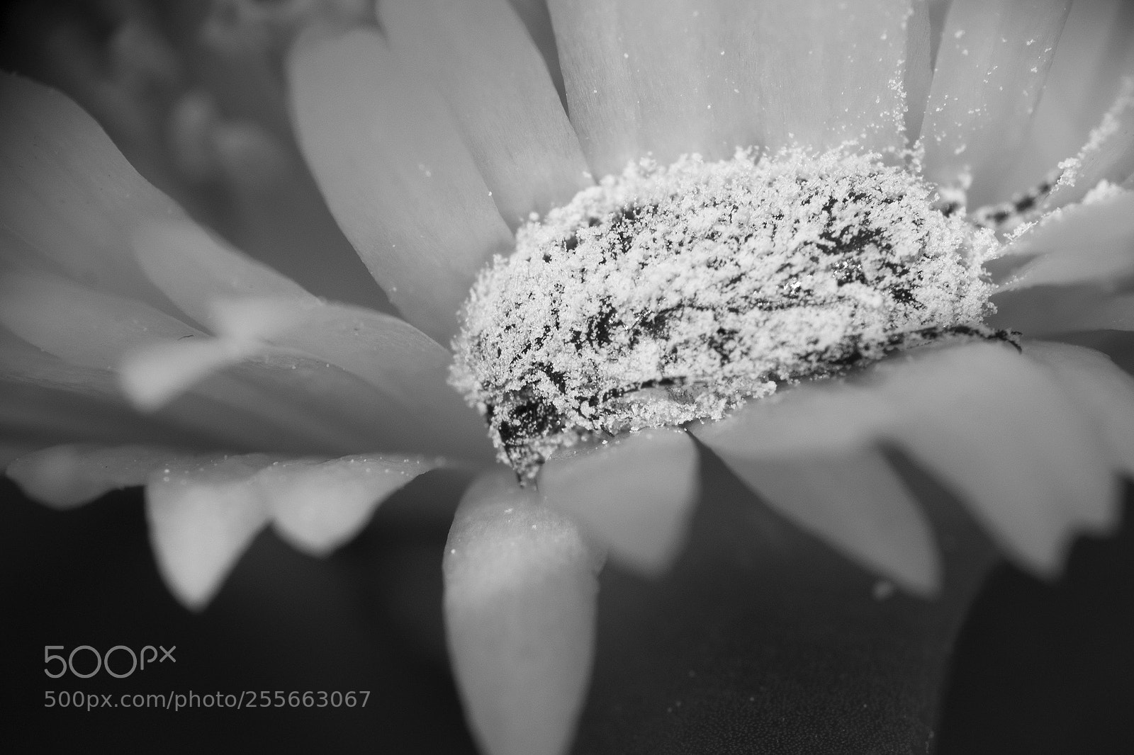 Fujifilm X-T2 sample photo. Macro flower photography