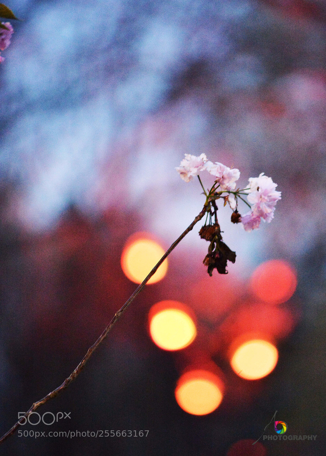 Nikon D800 sample photo. 2.jpg photography