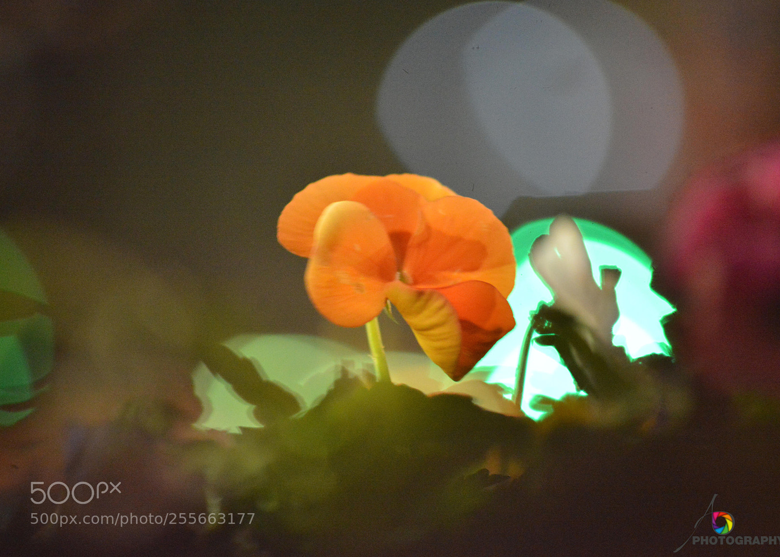 Nikon D800 sample photo. 6.jpg photography