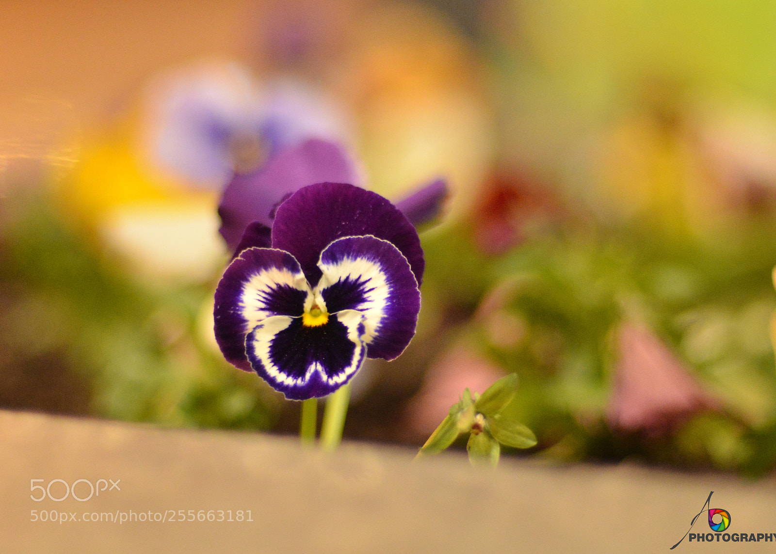 Nikon D800 sample photo. 8.jpg photography