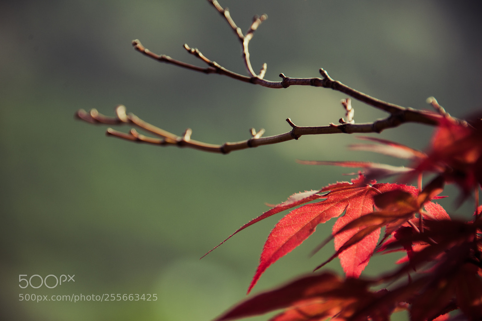 Nikon D600 sample photo. Spring photography