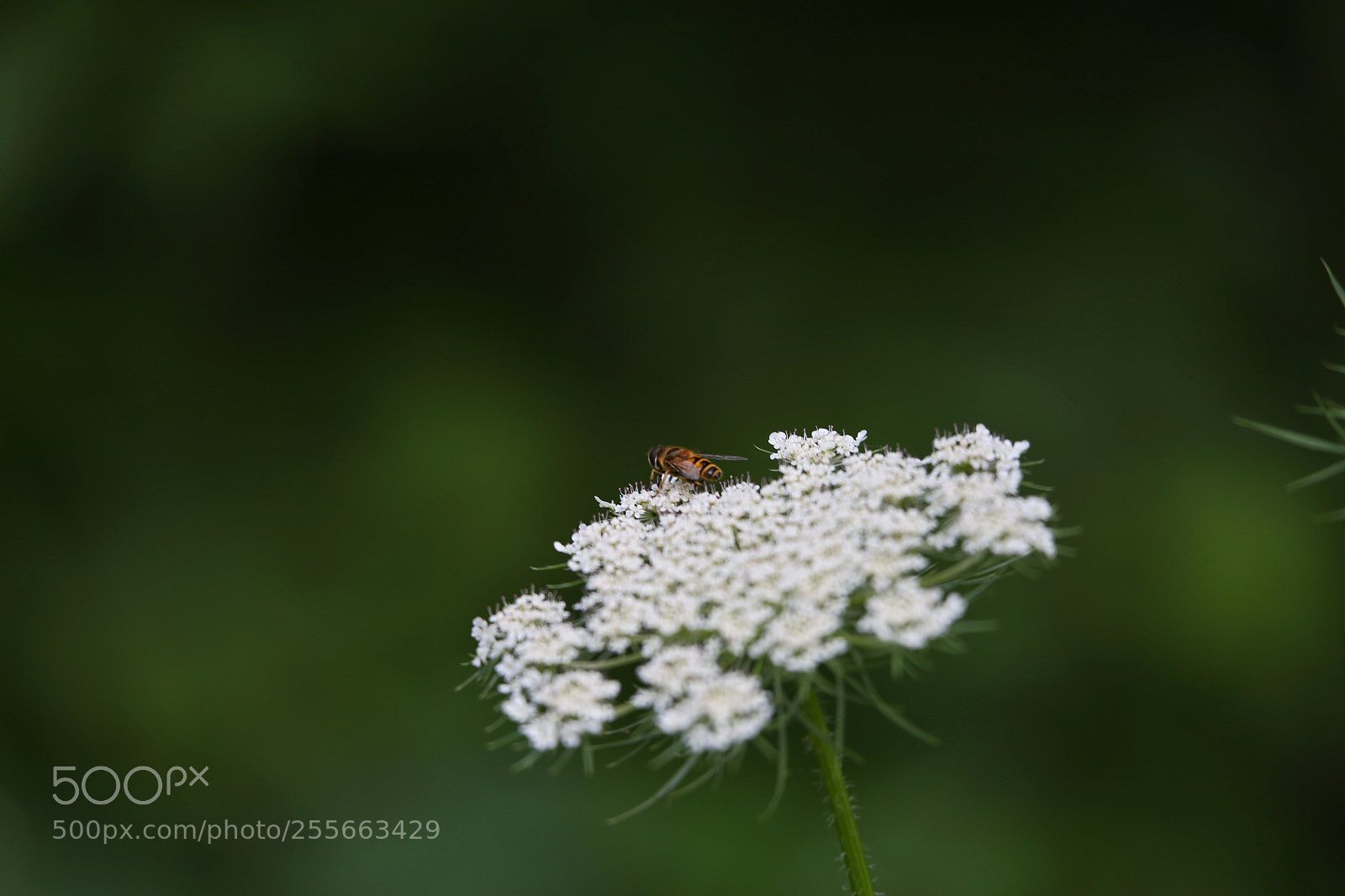 Canon EOS 6D sample photo. Untitled photography