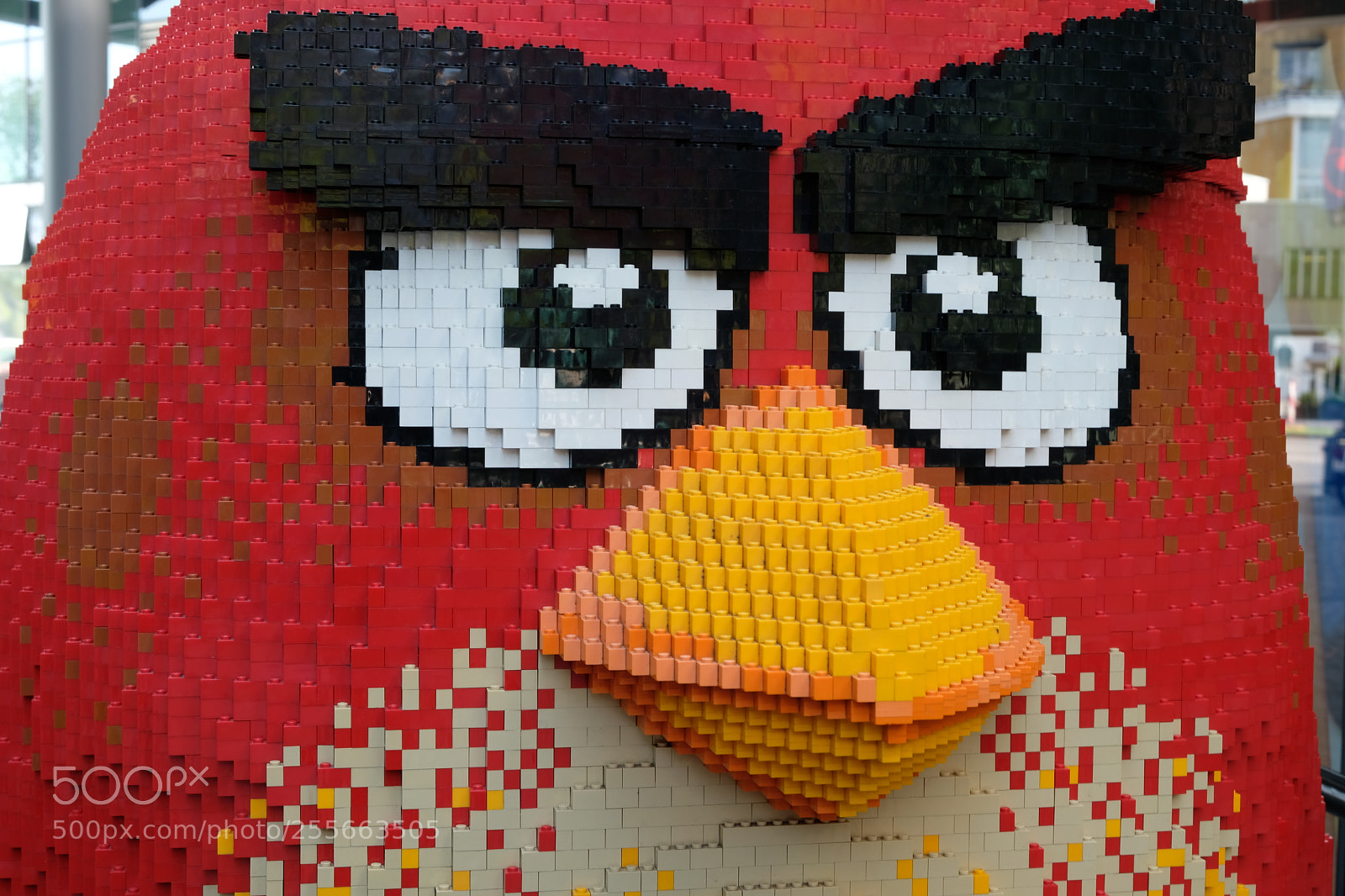 Fujifilm X-Pro2 sample photo. Angry bird photography