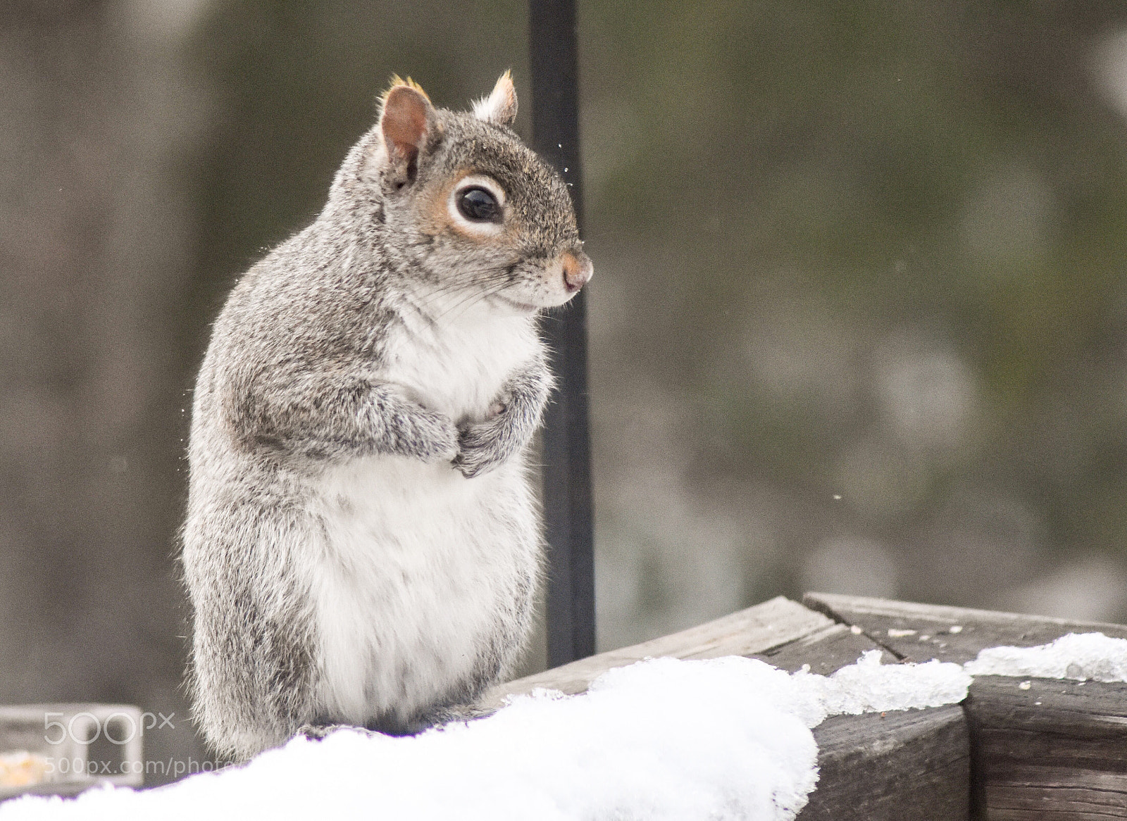Nikon D7200 sample photo. Squirrel in the snow photography