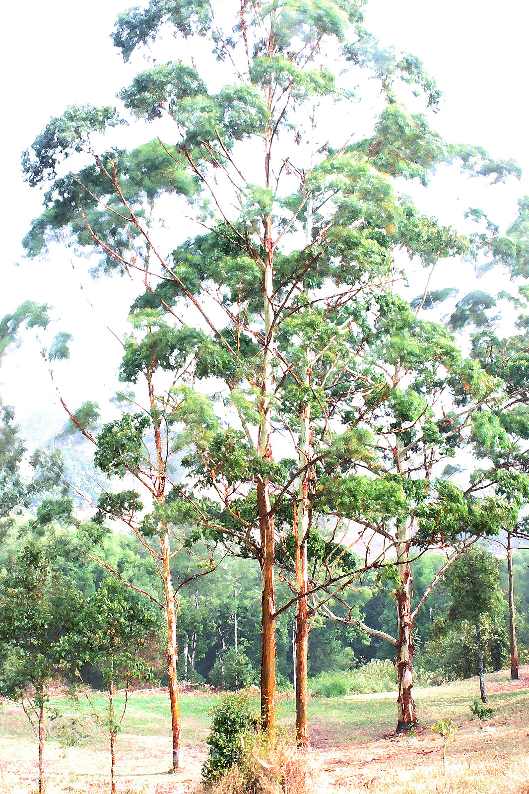 Canon EOS 1100D (EOS Rebel T3 / EOS Kiss X50) sample photo. Flooded gum photography
