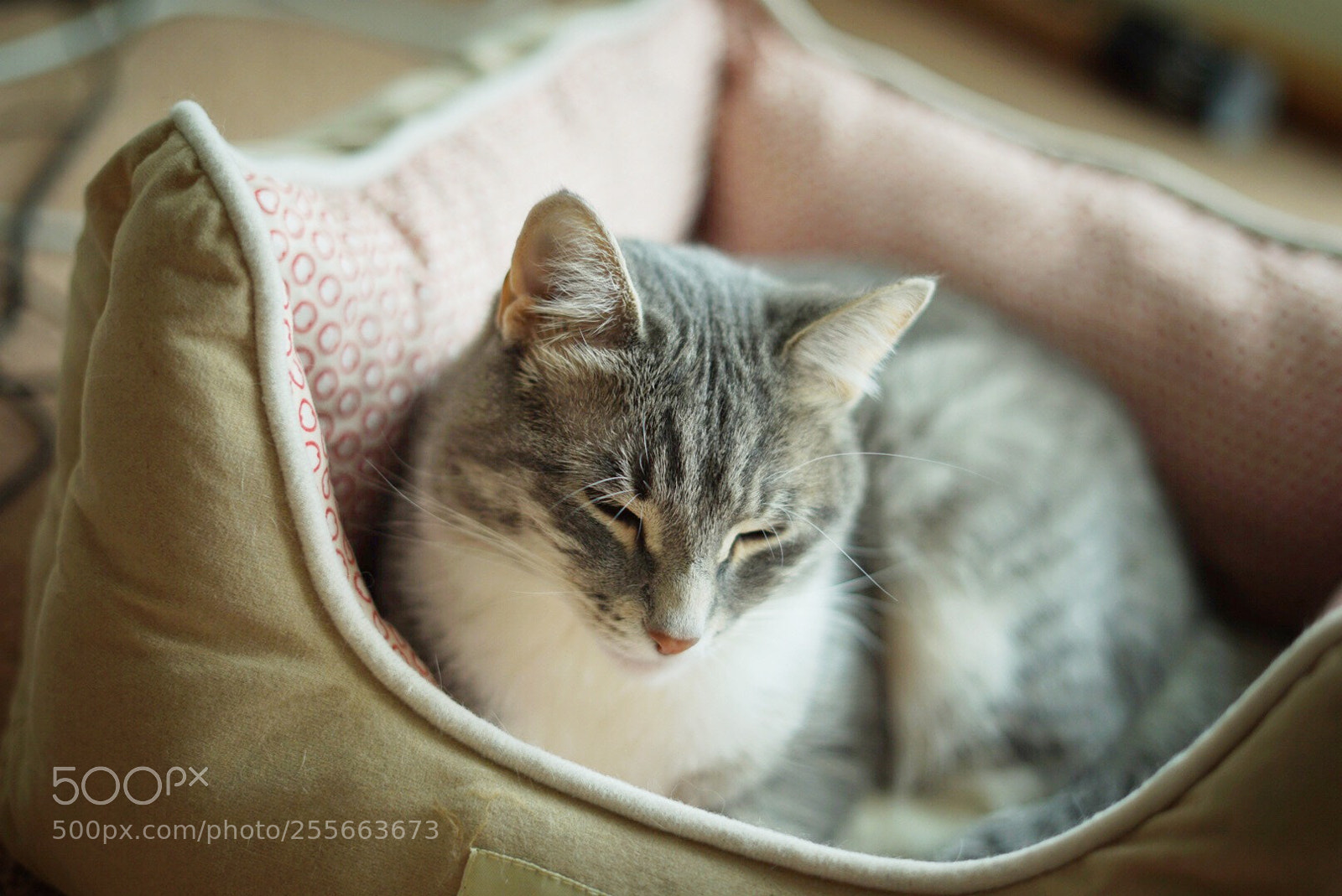 Sony a7 II sample photo. Sleepy cat photography
