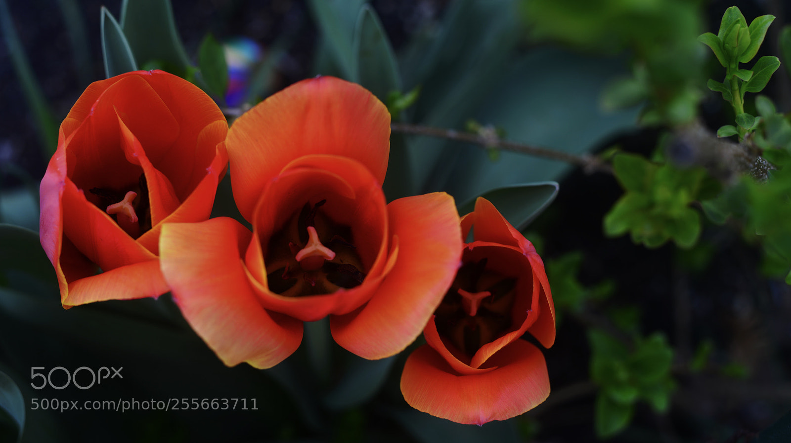 Nikon D800 sample photo. Trois photography