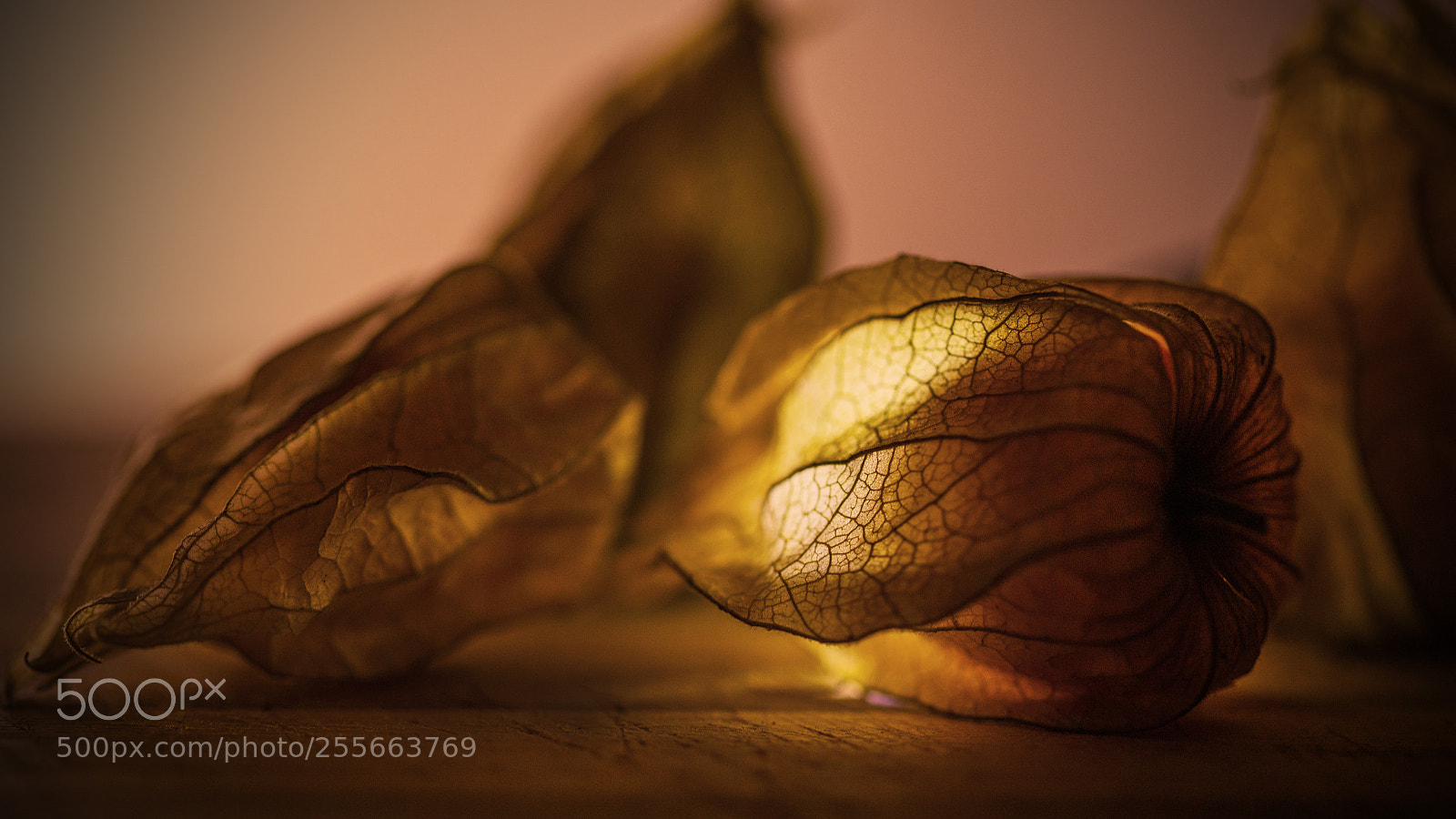 Canon EOS 6D sample photo. Physalis lantern photography
