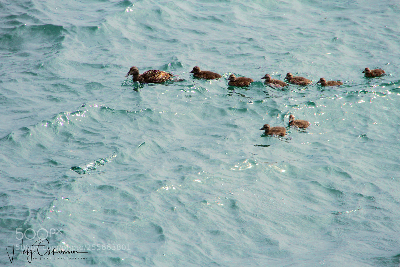 Canon EOS 7D sample photo. Iceland ocean ducks photography