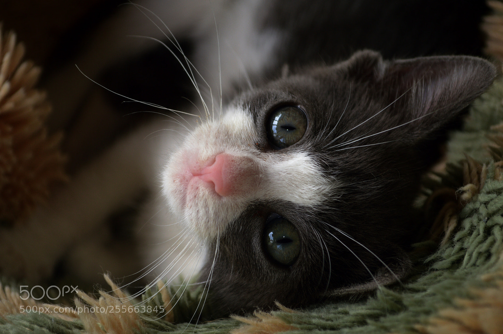 Nikon D3200 sample photo. Mimi photography