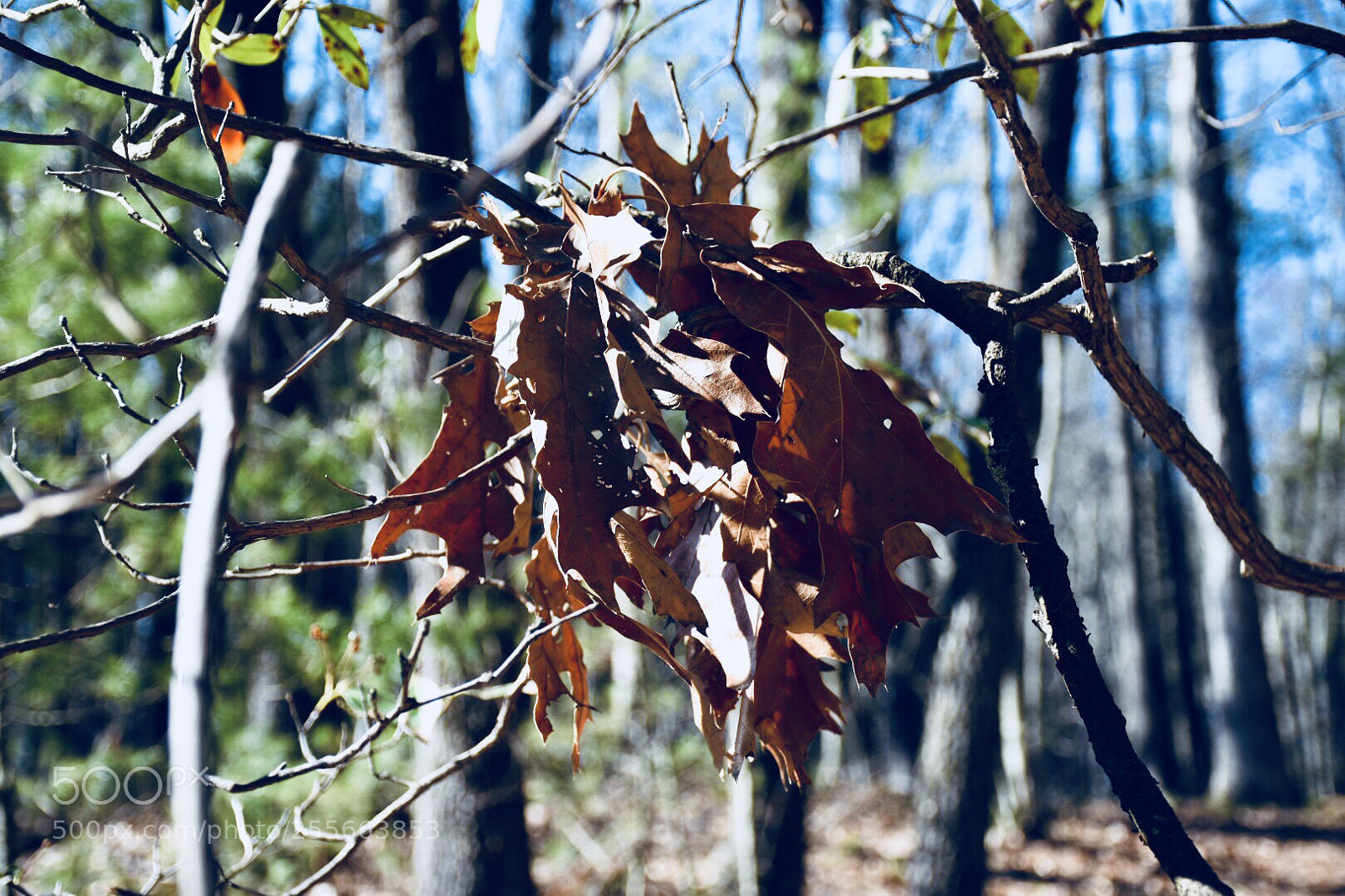 Nikon D7200 sample photo. Brown leaves photography