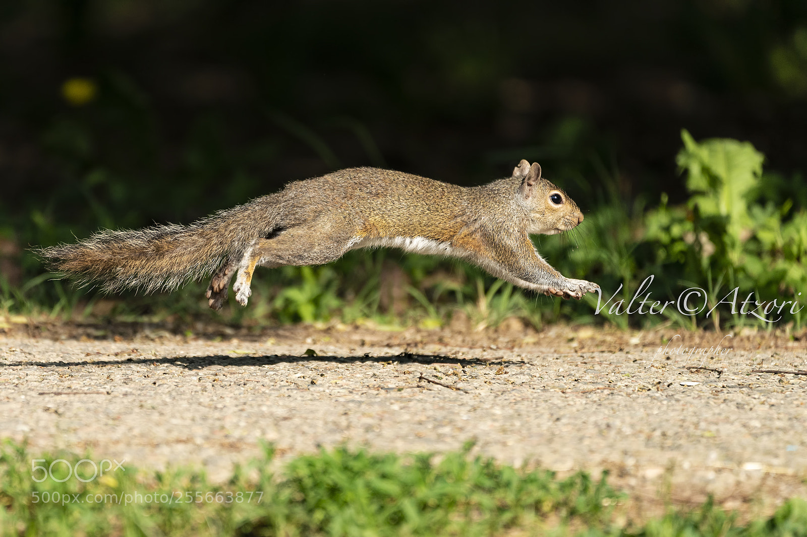 Sony a9 sample photo. Gray squirrel photography